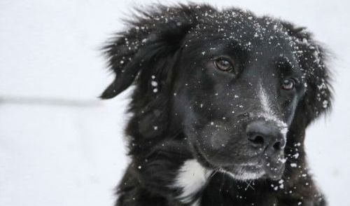 Cold Weather Safety for Pets