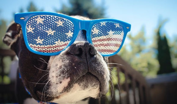 Celebrating Your Dog's Peace of Mind During Holiday Fireworks