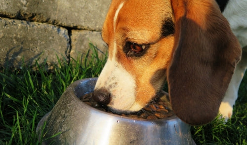 6 Reasons Why You Should Be Changing Your Pet’s Food