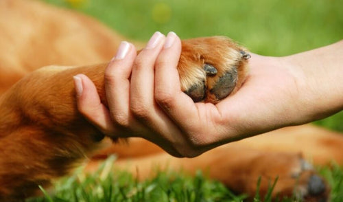 Protect Your Dog’s Paws From Hot Pavement