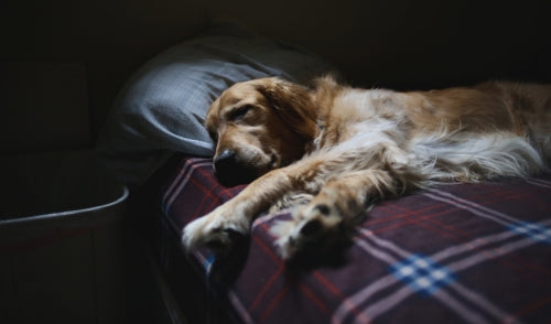 Different Types Of Dog Beds