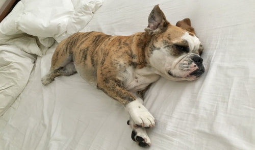 Why Your Dog Needs a Bed