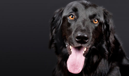 How to Get an Older Dog to Learn a New Name