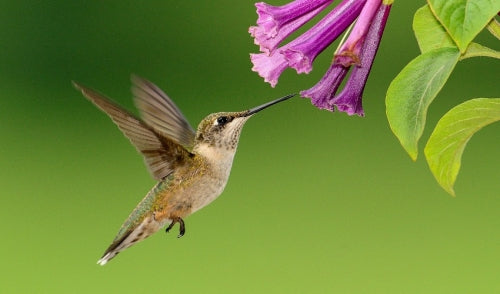 No Hummingbirds at Your Feeders? We Have Solutions!