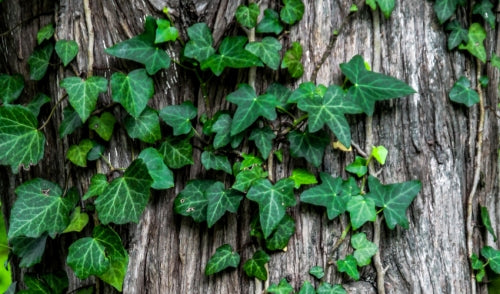 Poisonous Plants for Pets