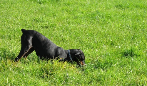Stopping Your Dog From Digging