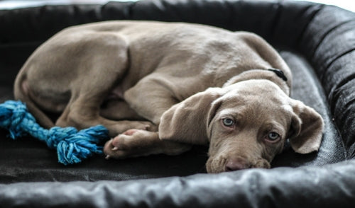 Tips On Crate Training Your Puppy