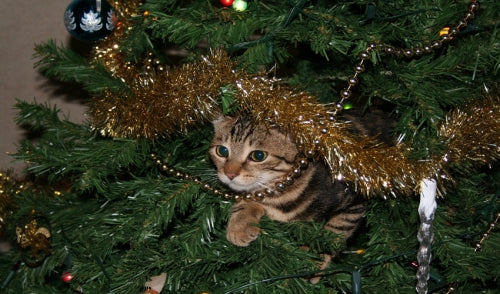 Keep Pets and Christmas Trees Separate