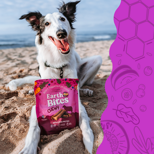 Earthborn Holistic Earthbites Chewy with Lamb Dog Treats