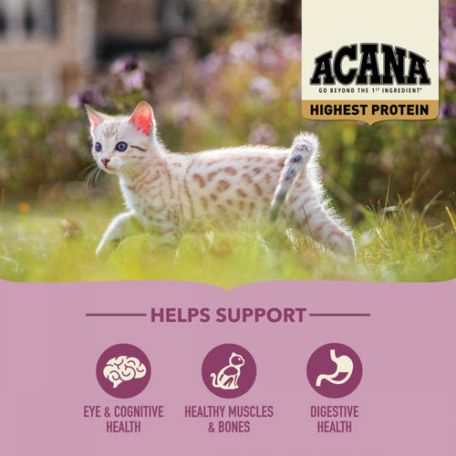 Acana Highest Protein Dry Food for Kittens