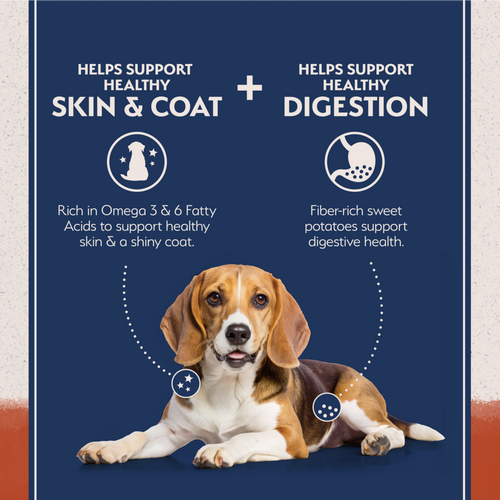 Natural Balance Limited Ingredient Grain Free Salmon & Sweet Potato Recipe Dry Dog Food