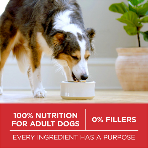 One Chicken and Rice Dry Dog Food