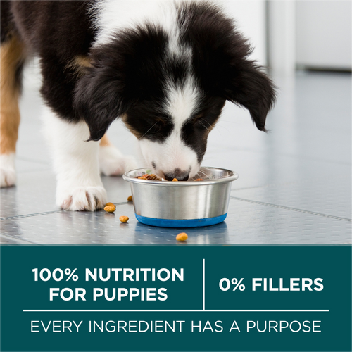 One Large Breed Dry Puppy Food