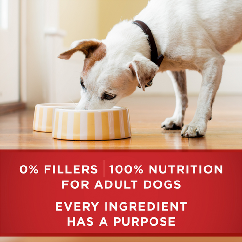 One Beef and Brown Rice Wet Dog Food