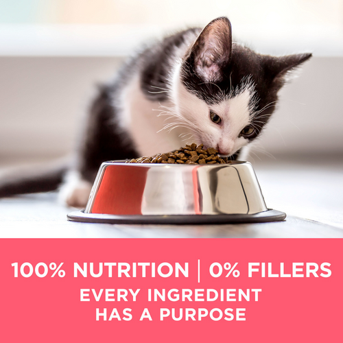 One Plus Healthy Kitten Dry Kitten Food
