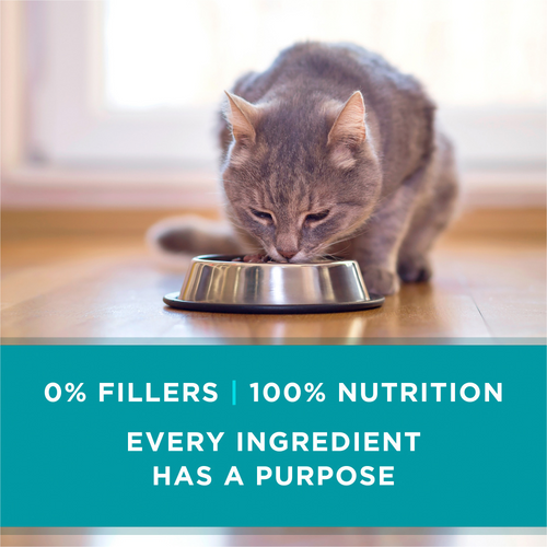 One Grain Free Premium Pate Beef Wet Cat Food