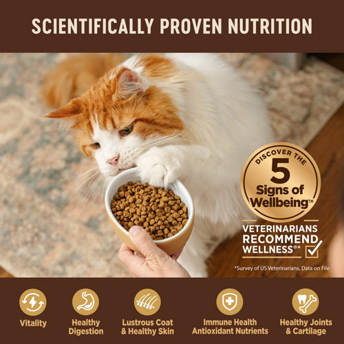 Wellness CORE Grain Free Natural Kitten Health Turkey, Turkey Meal and Chicken Recipe Dry Cat Food