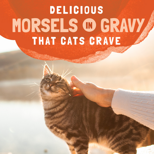 Natural Balance Original Ultra Platefulls Wet Cat Food, Turkey & Duck Morsels in Gravy Recipe