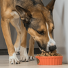 Open Farm Grain Free Pasture Raised Lamb Morsels Freeze Dried Raw Dog Food