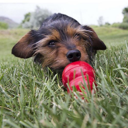Kong Bacon & Cheese Easy Treat for Dogs