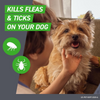 Frontline Plus for Dogs