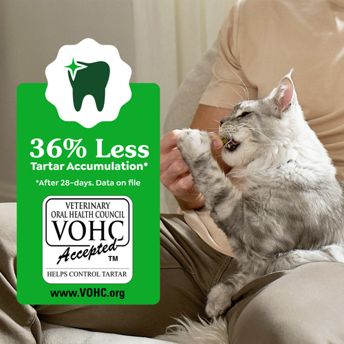 Feline Greenies Adult Dental Savory Salmon Flavor Cat Treats