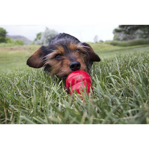 Kong Pepperoni Easy Treat for Dogs