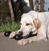 Kong Extreme Goodie Bone Dog Toy