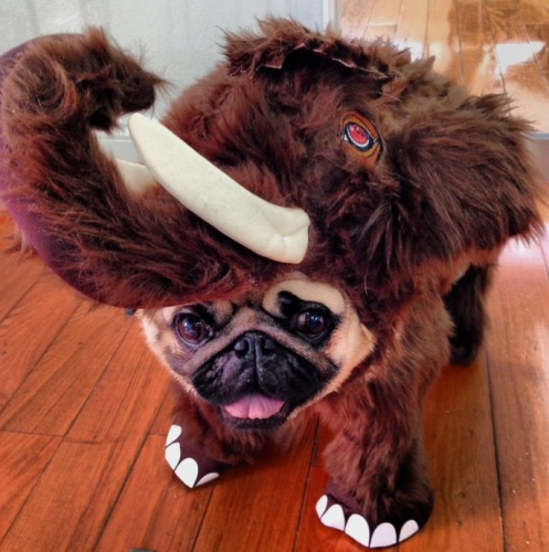 Animal Planet Wooly Mammoth Dog Costume