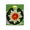 Tetra Pond Floating Water Lily Aquarium Decor