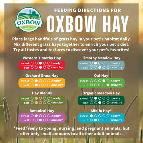 Oxbow Animal Health Orchard Grass Hay All Natural Grass Hay for Chinchillas Rabbits Guinea Pigs Hamsters & Gerbils